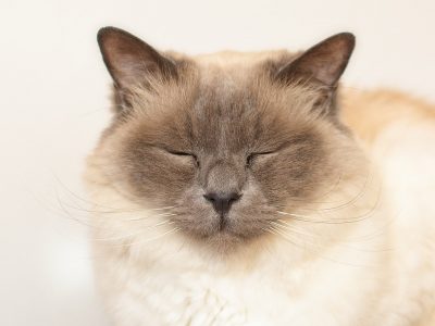 Cat blinking