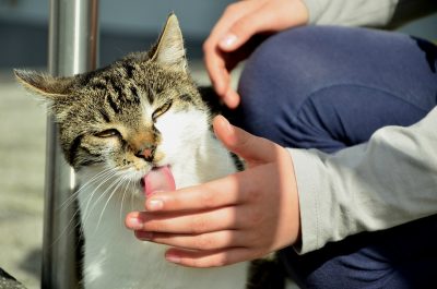 Cat licking its human's hand