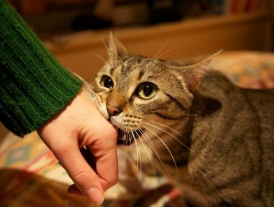 Cat nibbling its human's hand