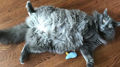 Cat showing belly