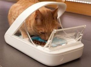 moist cat food dispenser