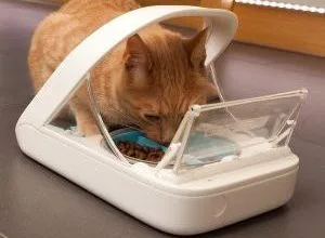 automatic wet food dispenser