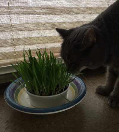 Sophie eating grass e1564237446671
