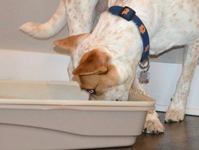 how do i keep my dog out of cat litter