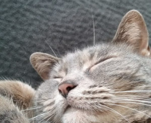 cat sleeping