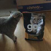 Cat next to a bag of Petcurean Sensitivities cat food