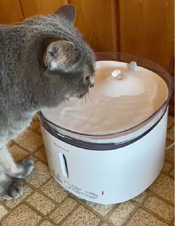 cat drinking in automatic fountain