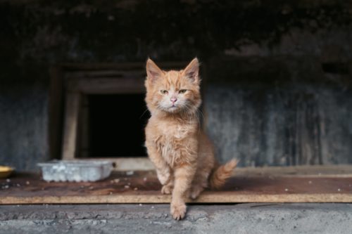 Do You Want To Take A Stray Cat To The Vet This Is How To Do It Do You Want To Take A Stray Cat To The Vet This Is How To Do It