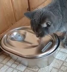 Cat drinking from the Petibro Stainless steel while unplugged