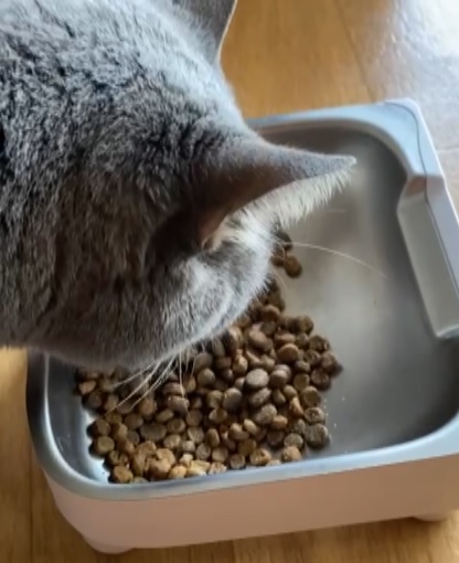 Cat eating dry food