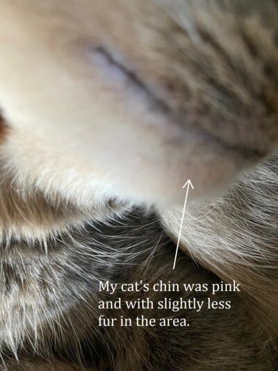 Photo of a cat's irritated chin