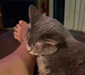 my cat licking my leg
