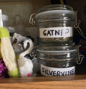two airtight containers with catnip and silvervine