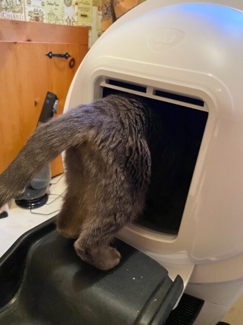 Cat entering the Litter Robot shield halfway