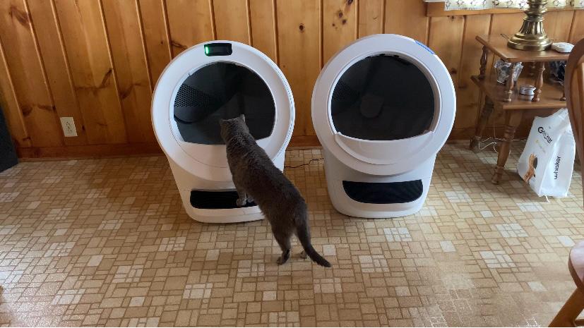 Cat choosing Litter Robot 5 over Litter Robot 4