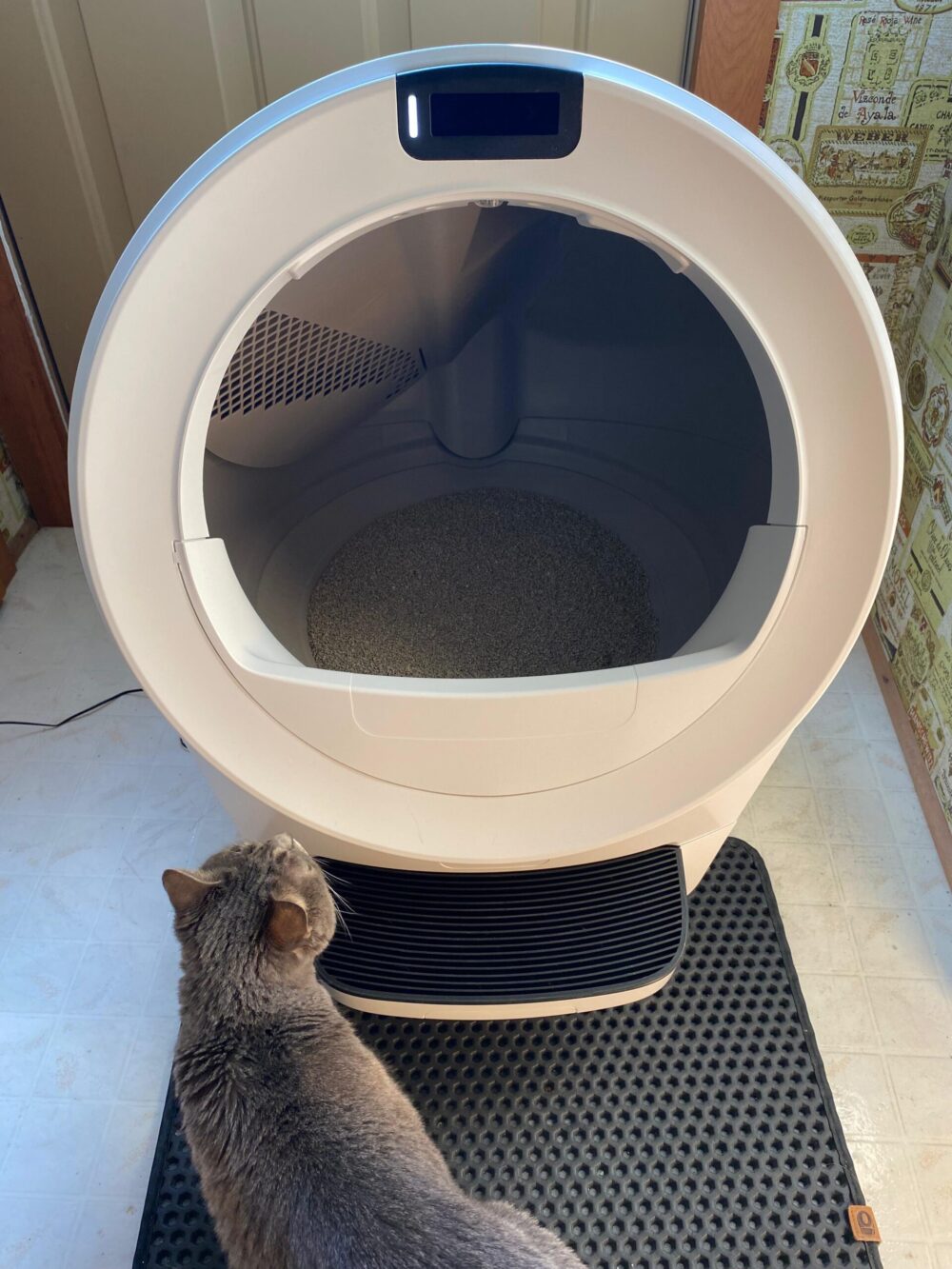 Cat looking at the Litter Robot 5