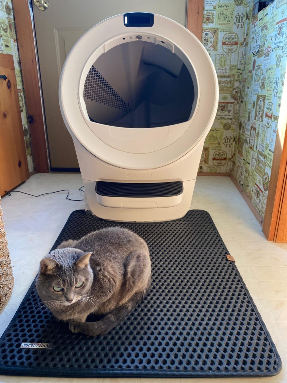 Cat sitting next to the Litter Robot 5