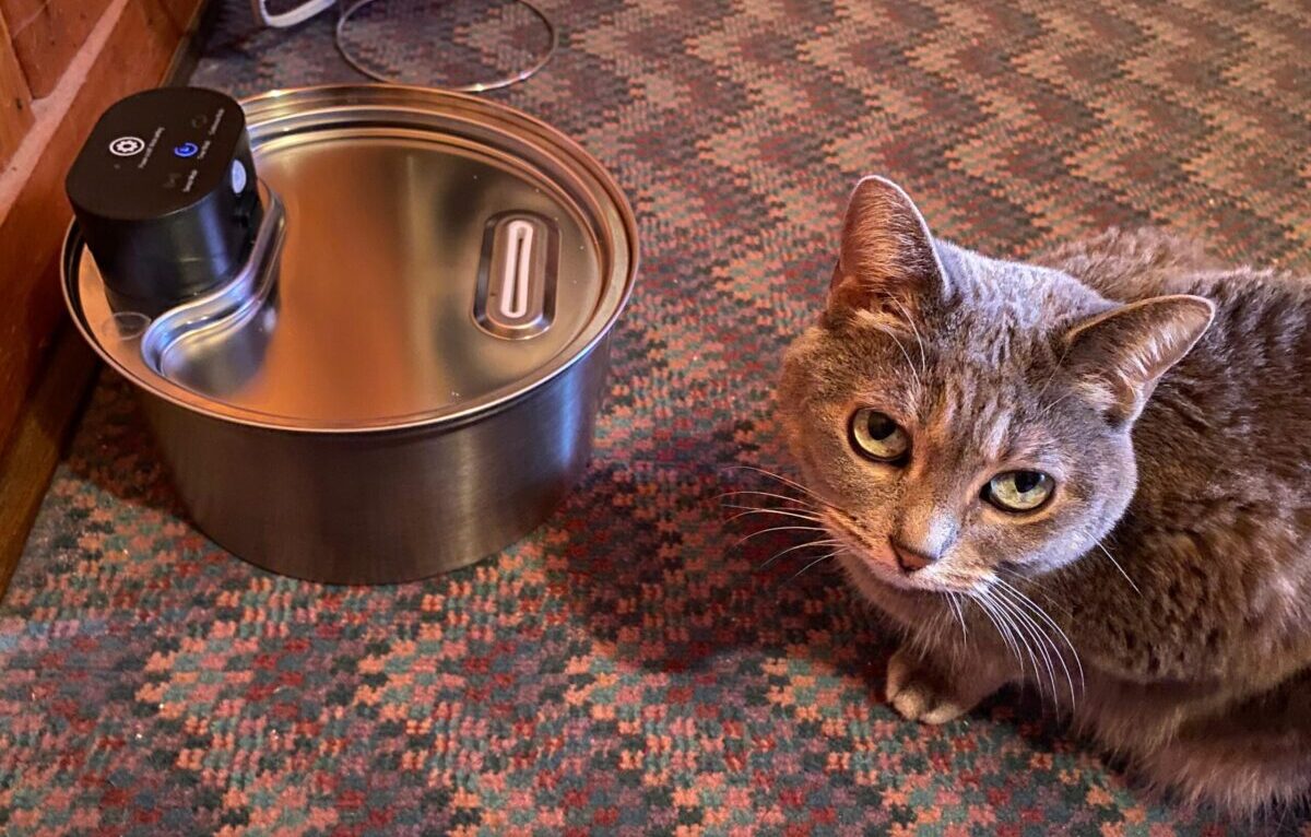 Cat and water fountain