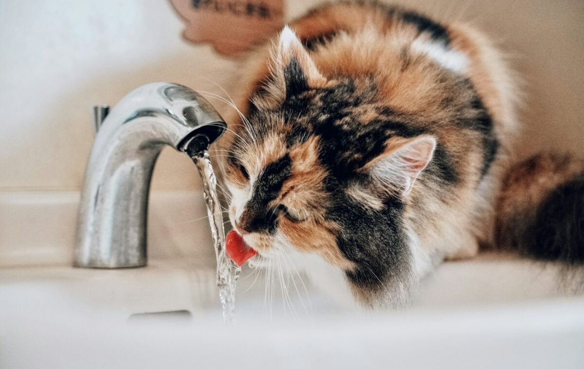 Cat drinking water from a faucet